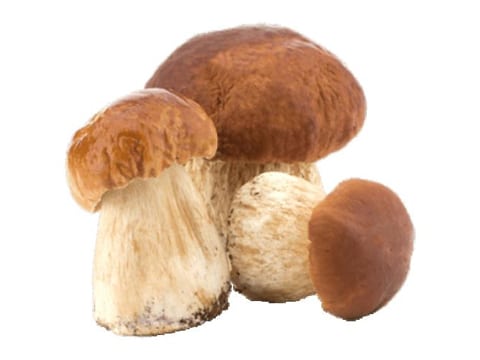 Funghi porcini freschi Sicilia